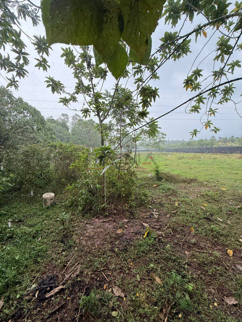 PADANG KULIM 📍 | TANAH PERTANIAN | BELOW MARKET VALUE RM60,000 2